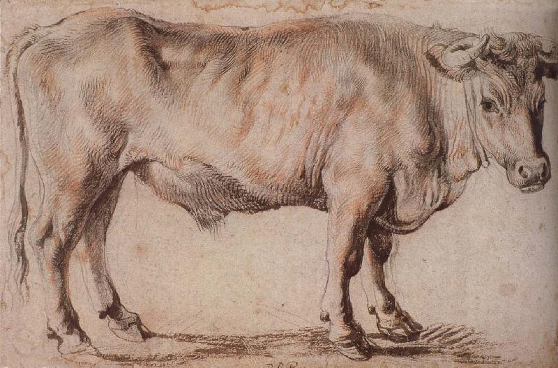 Peter Paul Rubens Bull Norge oil painting art